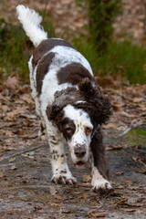 english springer spaniel