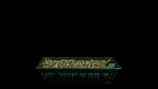 Time lapse of germinating microgreens caraway seed in RGB + ALPHA matte format isolated on black background
