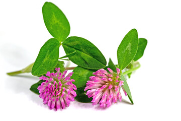 Rotklee, Trifolium pratense, isoliert vor weißem Hintergrund