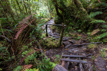 Hiking the Sendero Cascadas Escondidas in the Parque Nacional Pumalín Douglas Tompkins in...