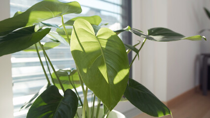 Beautiful green houseplant with heart-shaped leaves kept in a part-shade next to a half-darkened...