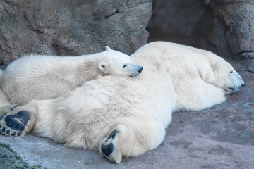 Fototapeta na wymiar Polar Bear (Ursus Maritimus) and cub bear sleeping on a rock