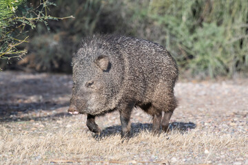 Collared Peccary (Pecari tajacu)