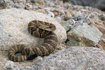 Black-tailed Rattlesnake (Crotalus molossus)
