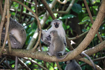 black and white lemur
