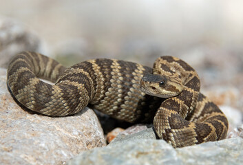 Black-tailed Rattlesnake (Crotalus molossus)