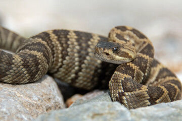 Black-tailed Rattlesnake (Crotalus molossus)