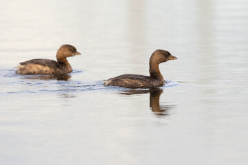 Two pied-billed grebes (Podilymbus podiceps), water-dwelling birds, in Sarasota, Florida