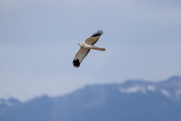 飛翔するハイイロチュウヒの雄
