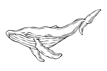 Line sketch of an aquatic whale mammal.Vector graphic.