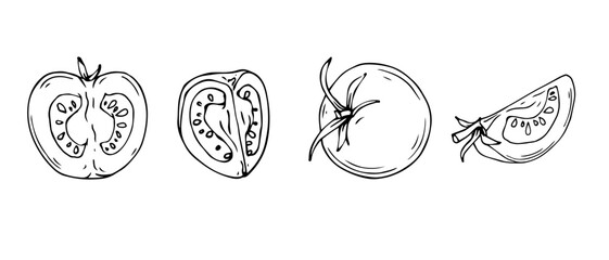Linear sketch of tomato vegetable.Vector graphics.