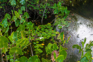 Lotus flower foliage over the Niquim River