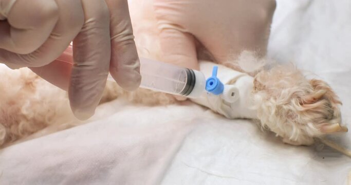 An intravenous catheter is placed in the dog's paw. The anesthesiologist inserts an anesthetic syringe and injects the medicine. The anesthesiologist closes the lid of the catheter.
