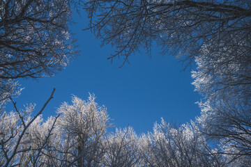 The tops of the trees in the winter forest are icy and covered with snow against the blue blue sky, on a sunny winter day in a forest in the mountains