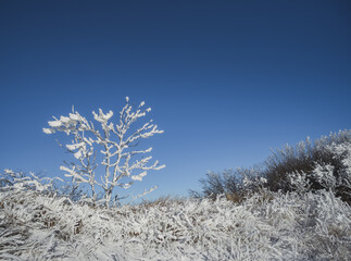 A shrub overgrown with snow and icy in the winter mountains, a winter landscape on Beshtau on a sunny day