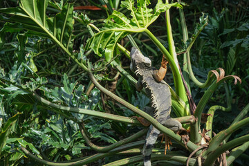 Naklejka na ściany i meble Close up iguana eating leaves at tree. Selective focus. Open space area.