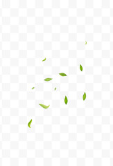 Forest Foliage Flying Vector Transparent