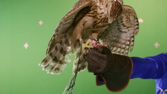 Hawk flies and catches small piece of meat with paws to taste from fowler hand. Tamed wild bird enjoys fulfilling needs and tasting food