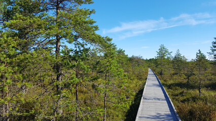 Fototapeta na wymiar estonia landscape nature trail national park