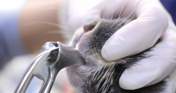 Close-up. The veterinarian examines the teeth in the rabbit's mouth. The veterinarian inserts a mouth expander into the rabbit's mouth to treat the rodent's teeth.