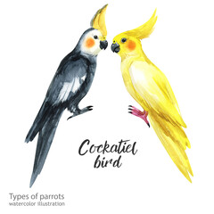 cockatiel bird. Watercolor cockatiel bird. Watercolor cute animal.  Watercolor cute bird. Hand painting postcard isolated white background. birds.