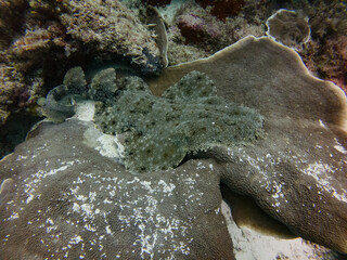 Tasselled Wobbegong in Raja Ampat
