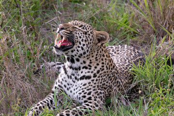 yawning leopard in the grass