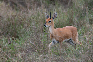 Impala antelope in the grass