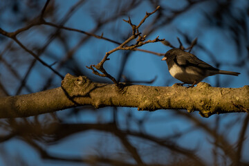bird on a branch