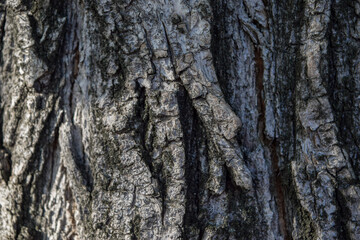 Wood background texture, tree bark banner, Autumn sunset light.