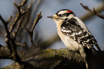 woodpecker on branch