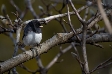 dark eyed junco on a branch