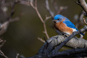 Bluebird on a branch