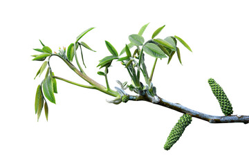 The walnut blossoms. Young leaves and inflorescences of walnuts isolated on white background. Walnut flower on a tree branch in spring.