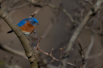 Bluebird on a branch