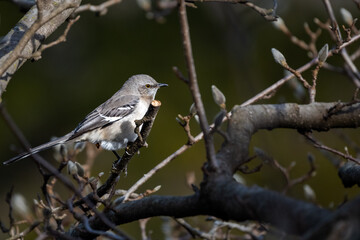 Mockingbird on a branch