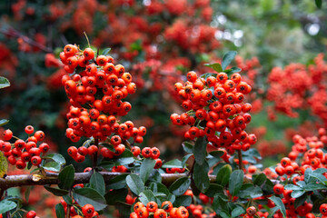 Obraz premium Selective focus of ripe red orange berries of Pyracantha coccinea in the garden, Pyracantha is a genus of large, Thorny evergreen shrubs in the family Rosaceae with common names firethorn.