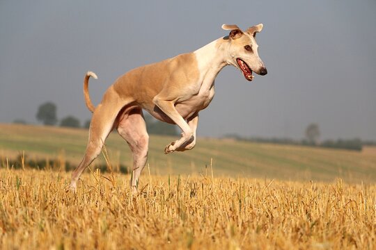 Beautiful brown ggalgo is jumping in a stubble field