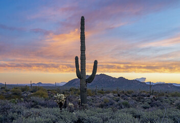 Dusk In The Arizona DEsert With Saguro Cactus In Foreground