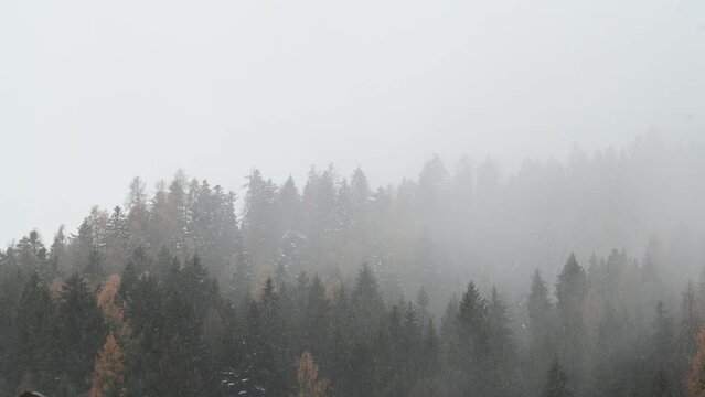 nebbia bosco maltempo 