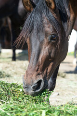 portrait of beautiful dark bay brood mare eating fresh grass. close up