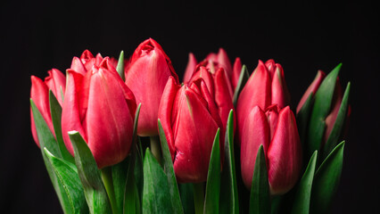 Red tulips isolated on a black background. Photo for card on Valentine's day, women's day, mother's day, birthday, name day. Background banner for website.