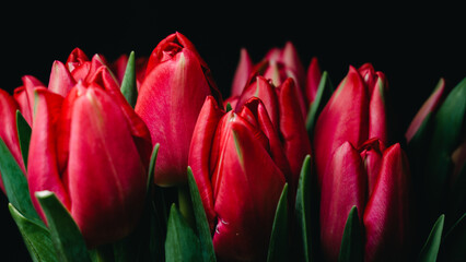 Red tulips isolated on a black background. Photo for card on Valentine's day, women's day, mother's day, birthday, name day. Background banner for website.