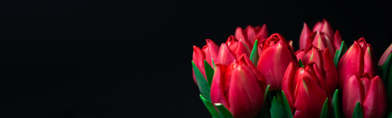 Red tulips isolated on a black background. Photo for card on Valentine's day, women's day, mother's day, birthday, name day. Background banner for website, panorama photo.