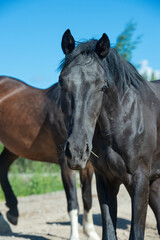 Obraz premium portrait of black young brood mare posing early morning. close up