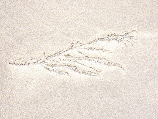 Close-Up Of Sea Weed On Sand. Dried seaweed in the sand of Matosinhos beach