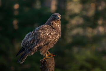  A beautiful Common Buzzard (Buteo buteo) sitting on a branch post at a pasture looking for prey. Noord Brabant in the Netherlands. Green background.       