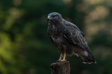  A beautiful Common Buzzard (Buteo buteo) sitting on a branch post at a pasture looking for prey. Noord Brabant in the Netherlands. Green background.       