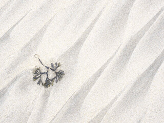 seaweed on the beach sand. Pareidolia shaped like mountains on Matosinhos beach
