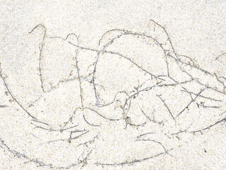 Close-Up Of Sea Weed On Sand. Dried seaweed in the sand of Matosinhos beach